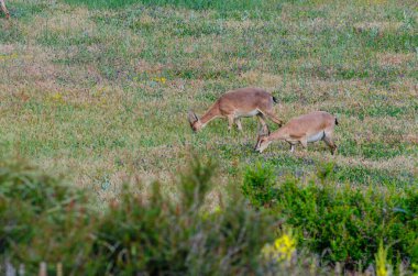 Yeşil çimlerde beslenen dişi vahşi keçiler. Capra aegagrus.