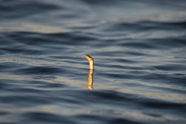 Kafasını sudan çıkaran bir su yılanı. Natrix tessellata.