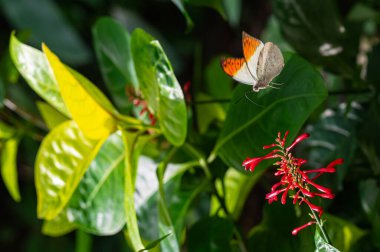 Malezya Hebomoia Glaucippe, Büyük Turuncu Uç Pieridae ailesine ait kelebek. Beyaz turuncu kelebek uçuyor.