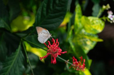 Malezya Hebomoia Glaucippe, Büyük Turuncu Uç Pieridae ailesine ait kelebek. Kırmızı çiçekte beyaz turuncu kelebek.