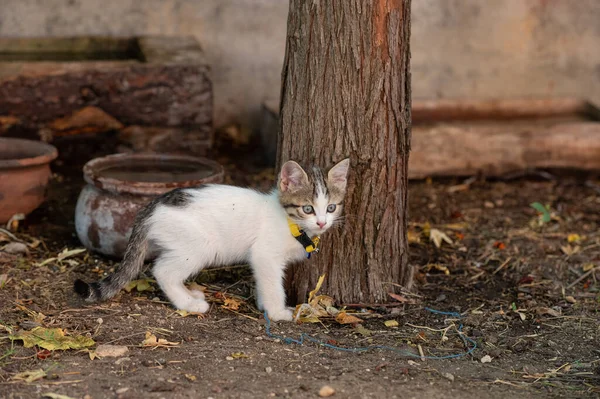 A kitten with a yellow collar around its neck by a tree.