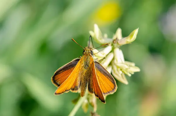Kleiner Schmetterling Auf Der Blume Thymelicus Sylvestris lizenzfreie Stockfotos