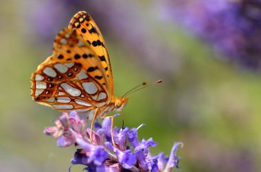 Mor renkli çiçekte kelebek. İspanya Kraliçesi, İssoria lathonia