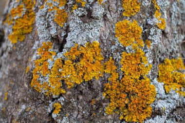 Yaşlı ağaç gövdesinde sarı zambaklar.