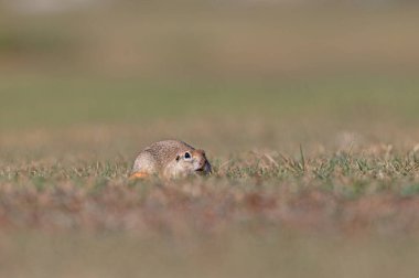 Kafasında örümcek olan bir sincap. Anadolu Souslik-Zemin Sincabı, Spermophilus xanthoprymnus