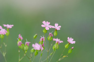 Vaccaria hispanica her yıl kullanılan pembe çiçekli bir bitkidir. Sığır çobanı, inek midyesi, fesleğen, inek sabunu gibi çeşitli yaygın isimlerle bilinir..