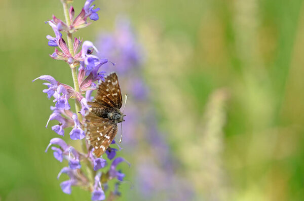 Бабочка на фиолетовом цветке. Эгейский шкипер, Pyrgus melotis