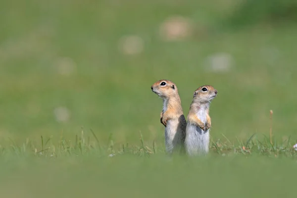 Yeşil çimlerin üzerinde duran iki sincap. Anadolu Souslik-Zemin Sincabı, Spermophilus xanthoprymnus