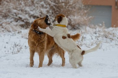 Karda oynayan köpekler.