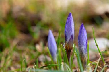 Üç mor kroklorik biflorus çiçeği kapanıyor