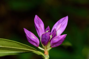 Güzel bir Rhododendron (Rhododendron ponticum) çiçeğinin taç yapraklarının üzerindeki çiy damlacıklarıyla yakın plan görüntüsü