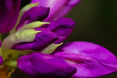 Güzel bir Rhododendron (Rhododendron ponticum) çiçeğinin taç yapraklarının üzerindeki çiy damlacıklarıyla yakın plan görüntüsü