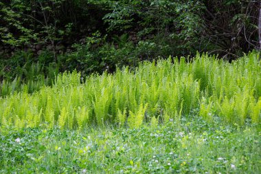 Devekuşu Fern (Matteuccia struthiopteris) ışığa karşı.