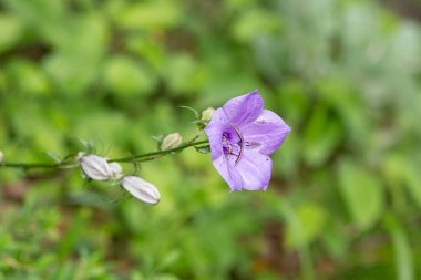 Campanula çiçekleri vahşi doğada açar..