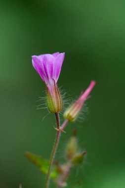 Ortak adları Crane'in-bill veya kanlı Sardunya Sardunya sanguineum, kanlı