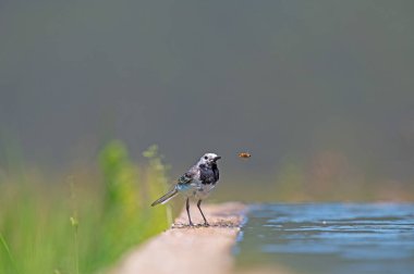 Beyaz Wagtail (Motacilla alba) ve su kenarında bal arısı.