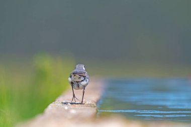 White Wagtail (Motacilla alba) walking by the water. clipart