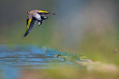 Avrupa ispinozu (Carduelis carduelis) havada uçuyor.