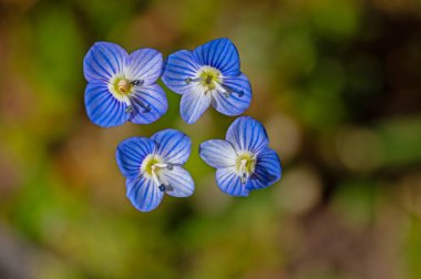 Minik mavi çiçekler Veronica Polita