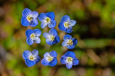 Minik mavi çiçekler Veronica Polita