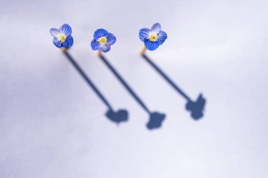 Tiny blue flowers veronica polita, isolated on a white background. clipart