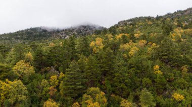 Sisli havada orman manzarası. Burdur Türkiye.