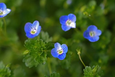 Tiny blue flowers veronica polita. clipart