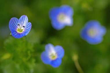 Minik mavi çiçekler Veronica Polita.