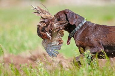 Avcı tarafından vurulan bir kuşu sahibine geri getiren bir köpek. (Ortak Sülün)