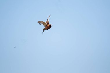 Ortak Sülün Kuşu gökyüzündeki avcı tarafından vurulduğu an. (Phasianus colchicus)