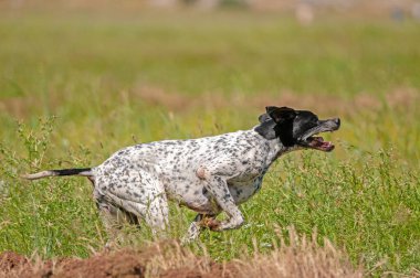 Tazı avına doğru koşuyor..