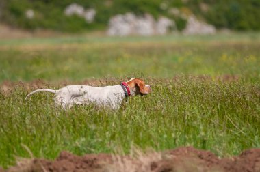 Beyaz köpek avını takip ediyor..