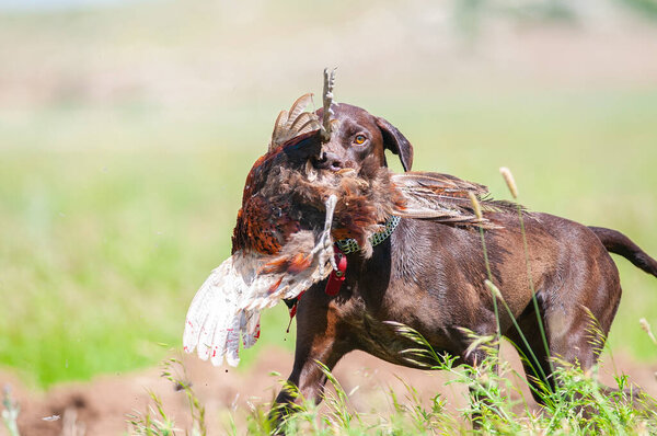A dog that brings a bird shot by a hunter back to its owner. (Common Pheasant)