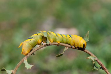 Afrika 'nın baş şahini (Acherontia atropos), yeşil bir dalda sürünen bir kelebek tırtılı..
