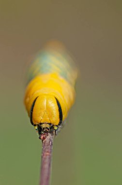 Afrika 'nın baş şahini (Acherontia atropos), yeşil bir dalda sürünen bir kelebek tırtılı..