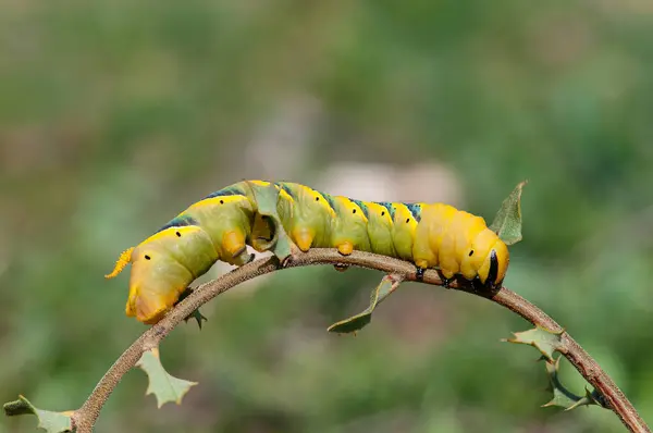 Afrika 'nın baş şahini (Acherontia atropos), yeşil bir dalda sürünen bir kelebek tırtılı..