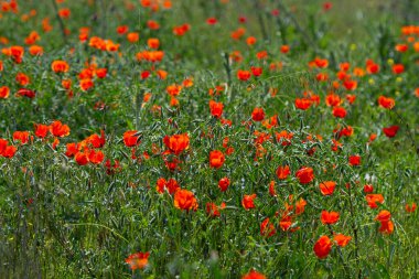 İlkbaharda bahar gelinciği çiçekleri, portakal ve siyah gelincik çiçekleri, yakın plan gelincik çiçekleri,