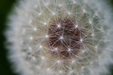 Taraxacum karahindiba çiçekleri olgunlaşmış cypselae meyvelerini andıran solmuş çiçekler. Yakın çekim..