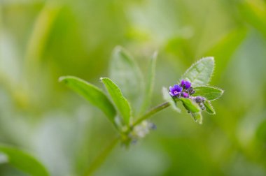 Asperugo procumbens, Madwort. Baharda vahşi bitki vuruşu..