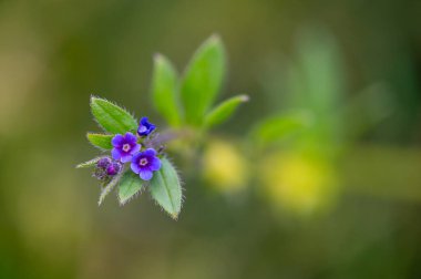 Asperugo procumbens, Madwort. Baharda vahşi bitki vuruşu..