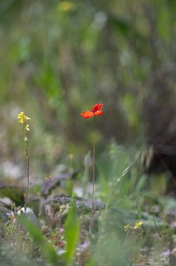 İlkbaharda bahar gelinciği çiçekleri, portakal ve siyah gelincik çiçekleri, yakın plan gelincik çiçekleri,