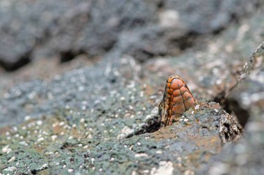 Anatololacerta danfordi, Türkiye 'nin güneyinde, taşlı ve kayalık bölgelerde yaşayan bir kertenkele türü..