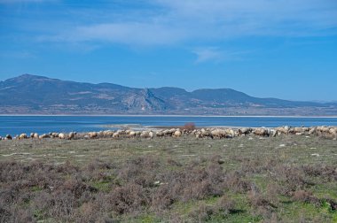 Gölün kenarında otlayan koyunlar. Burdur Gölü, Türkiye.