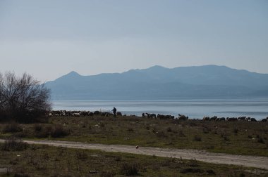 Gölün kenarında otlayan koyunlar. Burdur Gölü, Türkiye.