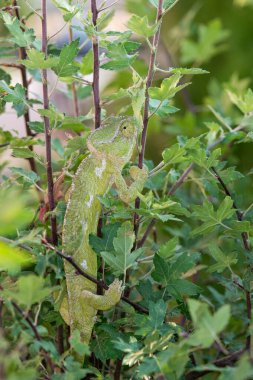 Chameleon on the branch of a bush. Chamaeleo chamaeleon. clipart