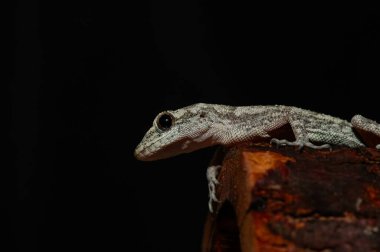 Close-up of Kotschy's Naked-toed Gecko in its natural habitat, on a tree stump (Mediodactylus kotschyi). clipart