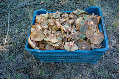 Lactarius salmonicolor, Russulaceae familyasından yenebilir bir mantar türü..