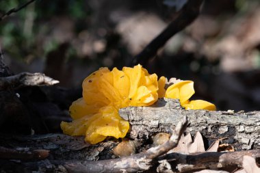 Ormandaki jöle mantarları. Cadı yağı. Dacrymyce 'lar chrysospermus. Burdur, Türkiye
