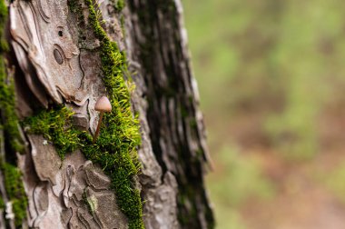 Ağaç gövdelerinde yetişen küçük bir mantar..