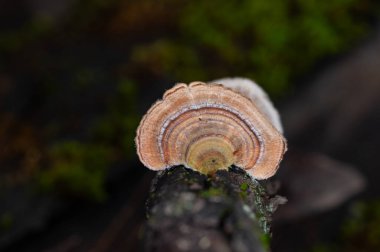 Ağaçta yetişen mantarlar. Trametes versicolor, ayrıca coriolus versicolor ve polyporus versicolor mantarları olarak da bilinir..